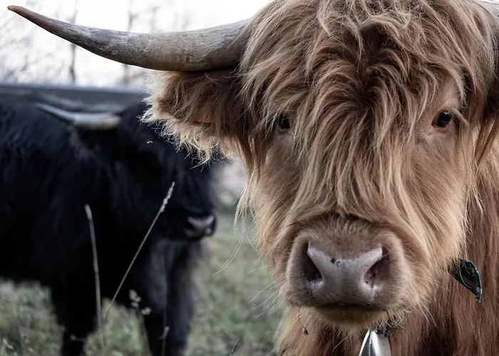 Agricamping La Meyra * Rossana